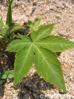 花粉症による鼻や喉の不調を改善／丸善製薬