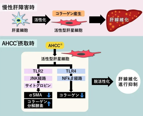 AHCCに肝線維化の進行抑制作用/アミノアップ